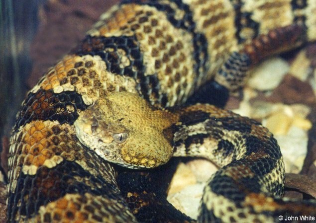 Canebrake Rattlesnake  (Crotalus horridus atricaudatus)005.jpg [92 Kb]